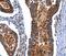 Integrin Subunit Alpha 7 antibody, MBS9403342, MyBioSource, Immunohistochemistry paraffin image 