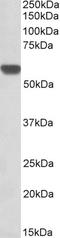 Glucose-6-Phosphate Isomerase antibody, EB09738, Everest Biotech, Western Blot image 