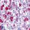 G Protein-Coupled Receptor 161 antibody, LS-A331, Lifespan Biosciences, Immunohistochemistry paraffin image 