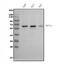 Methyltransferase Like 14 antibody, A07389-2, Boster Biological Technology, Western Blot image 