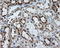 GLGB antibody, LS-C114876, Lifespan Biosciences, Immunohistochemistry frozen image 