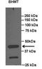 Betaine--Homocysteine S-Methyltransferase antibody, orb330185, Biorbyt, Western Blot image 
