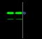 Aminoacyl TRNA Synthetase Complex Interacting Multifunctional Protein 1 antibody, 50697-T52, Sino Biological, Immunoprecipitation image 