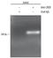 CREB Binding Protein antibody, AF2989, R&D Systems, Chromatin Immunoprecipitation image 