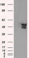 Annexin A11 antibody, TA500950S, Origene, Western Blot image 