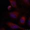 JunB Proto-Oncogene, AP-1 Transcription Factor Subunit antibody, GTX50386, GeneTex, Immunocytochemistry image 