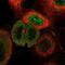 RUN Domain Containing 1 antibody, NBP1-84103, Novus Biologicals, Immunofluorescence image 