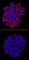 p65 antibody, MAB7226, R&D Systems, Immunofluorescence image 