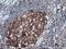 Branched Chain Amino Acid Transaminase 1 antibody, NBP2-01826, Novus Biologicals, Immunohistochemistry frozen image 