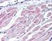 Cbl Proto-Oncogene antibody, 49-197, ProSci, Immunohistochemistry frozen image 