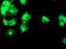 Diacylglycerol Kinase Alpha antibody, M06354, Boster Biological Technology, Immunofluorescence image 