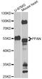 Peter Pan Homolog antibody, STJ29514, St John