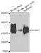 Neural Cell Adhesion Molecule 1 antibody, A7913, ABclonal Technology, Western Blot image 