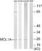 MOB Kinase Activator 1B antibody, abx013672, Abbexa, Western Blot image 