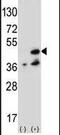 NME/NM23 Family Member 7 antibody, PA5-15347, Invitrogen Antibodies, Western Blot image 
