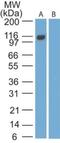 Epstein-Barr Virus Induced 3 antibody, NBP2-27362, Novus Biologicals, Western Blot image 