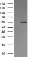 PDIA3 antibody, TA504995, Origene, Western Blot image 