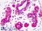 Aldolase, Fructose-Bisphosphate A antibody, LS-B1461, Lifespan Biosciences, Immunohistochemistry paraffin image 