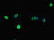 Tectonin Beta-Propeller Repeat Containing 1 antibody, orb45165, Biorbyt, Immunocytochemistry image 