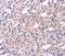 Fibroblast Growth Factor 16 antibody, PA5-50664, Invitrogen Antibodies, Immunohistochemistry frozen image 