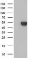 Adipocyte Plasma Membrane Associated Protein antibody, TA504209S, Origene, Western Blot image 