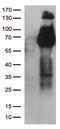 Fibroblast Growth Factor Receptor 2 antibody, TA503136AM, Origene, Western Blot image 