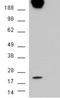 Caveolin 1 antibody, EB06817, Everest Biotech, Western Blot image 
