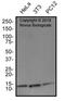 Cytochrome C Oxidase Subunit 4I1 antibody, NB110-39115, Novus Biologicals, Western Blot image 