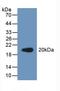 Procollagen C-Endopeptidase Enhancer 2 antibody, LS-C296036, Lifespan Biosciences, Western Blot image 