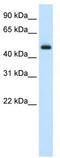 ELF3 antibody, TA330212, Origene, Western Blot image 