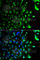 RAB5A, Member RAS Oncogene Family antibody, A1180, ABclonal Technology, Immunofluorescence image 