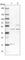 TBC1 Domain Family Member 13 antibody, HPA045865, Atlas Antibodies, Western Blot image 