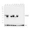 Cytokeratin Pan  antibody, MA1-91326, Invitrogen Antibodies, Western Blot image 