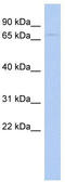 WD repeat-containing and planar cell polarity effector protein fritz homolog antibody, TA335580, Origene, Western Blot image 