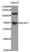 Kelch Like ECH Associated Protein 1 antibody, LS-C746985, Lifespan Biosciences, Western Blot image 