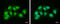 Damage Specific DNA Binding Protein 1 antibody, GTX100129, GeneTex, Immunocytochemistry image 