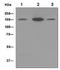 Myosin Binding Protein C, Cardiac antibody, ab133499, Abcam, Western Blot image 