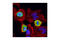 Lamin A/C antibody, 2026S, Cell Signaling Technology, Immunocytochemistry image 