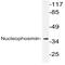 Nucleophosmin 1 antibody, AP20457PU-N, Origene, Western Blot image 