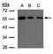 Oxysterol-binding protein-related protein 2 antibody, orb73601, Biorbyt, Western Blot image 