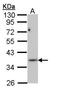 Phosphoribosyl Pyrophosphate Synthetase 1 Like 1 antibody, GTX112011, GeneTex, Western Blot image 