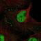 Cbl Proto-Oncogene Like 1 antibody, PA5-54503, Invitrogen Antibodies, Immunofluorescence image 