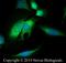 APC Regulator Of WNT Signaling Pathway antibody, NB100-91662, Novus Biologicals, Immunofluorescence image 