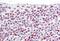 Caspase 10 antibody, MBS247113, MyBioSource, Immunohistochemistry paraffin image 