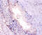 Proteasome Subunit Alpha 7 antibody, A51517-100, Epigentek, Immunohistochemistry paraffin image 