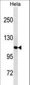 Lon Peptidase 1, Mitochondrial antibody, LS-B10032, Lifespan Biosciences, Western Blot image 