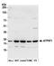 ATP synthase subunit b, mitochondrial antibody, A305-417A, Bethyl Labs, Western Blot image 