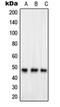 G Protein-Coupled Receptor 83 antibody, orb215023, Biorbyt, Western Blot image 