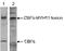 Myosin Heavy Chain 11 antibody, TA347251, Origene, Western Blot image 