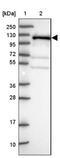 KRI1 Homolog antibody, NBP2-14174, Novus Biologicals, Western Blot image 